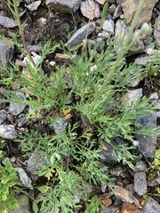 Artemisia norvegica