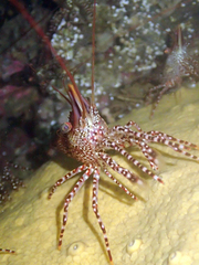 Rhynchocinetes typus