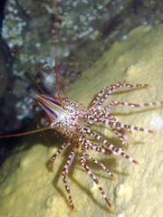 Rhynchocinetes typus