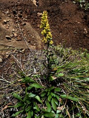 Solidago randii