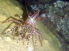 Rhynchocinetes typus