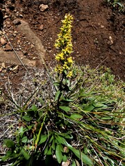 Solidago randii