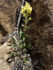 Solidago randii