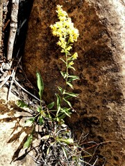 Solidago randii