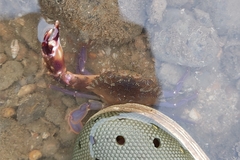 Charybdis hellerii
