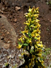 Solidago randii