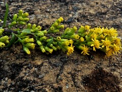 Solidago randii