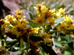 Solidago randii