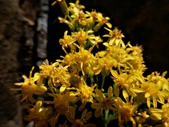 Solidago randii