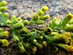 Solidago randii