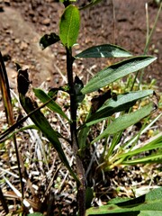 Solidago randii