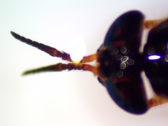 Chrysops univittatus