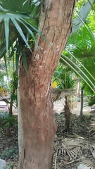 Sapotaceae