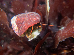 Pagurus granosimanus