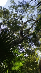 Sapotaceae