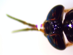 Chrysops univittatus