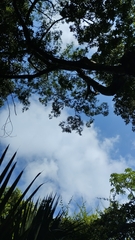 Sapotaceae