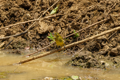 Andropadus importunus