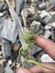 Penstemon whippleanus