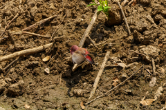 Lagonosticta rhodopareia