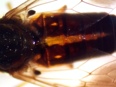 Chrysops univittatus