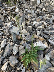 Penstemon whippleanus
