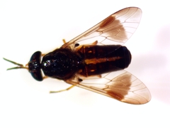 Chrysops univittatus