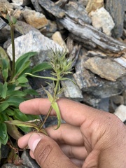 Penstemon whippleanus