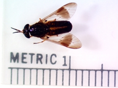 Chrysops univittatus
