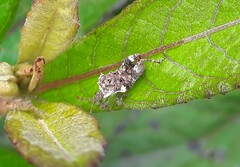 Merocoris