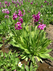 Primula parryi