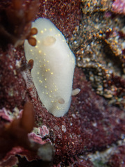 Cadlina modesta