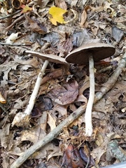 Agaricus reducibulbus