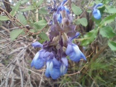 Salvia cuspidata