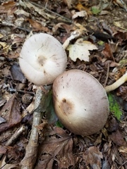 Agaricus reducibulbus