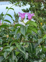 Cryptostegia madagascariensis