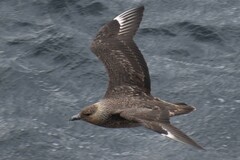 Stercorarius chilensis