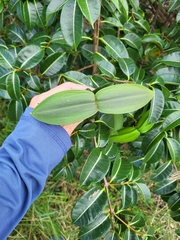 Cryptostegia madagascariensis