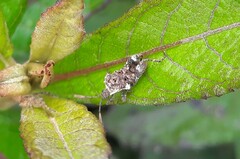 Merocoris