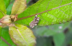 Merocoris