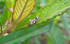 Merocoris