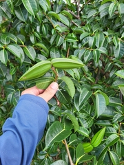 Cryptostegia madagascariensis