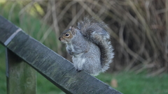 Sciurus carolinensis