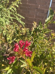 Weigela florida
