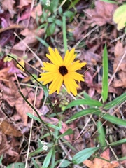 Coreopsis leavenworthii