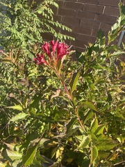 Weigela florida