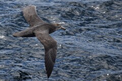 Macronectes giganteus