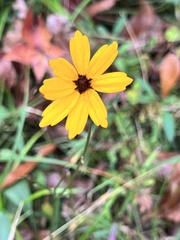 Coreopsis leavenworthii