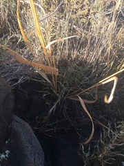 Panicum hallii filipes