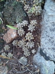 Anacampseros subnuda